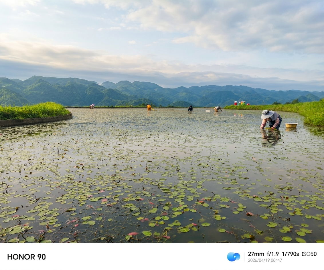 Hand-harvested junsai water shield farm direct Shizhu